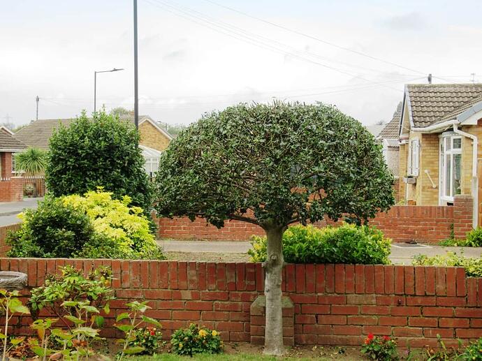Holly Bush Trim 260925