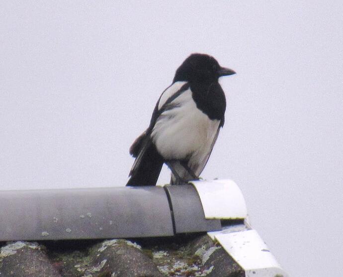 Magpie