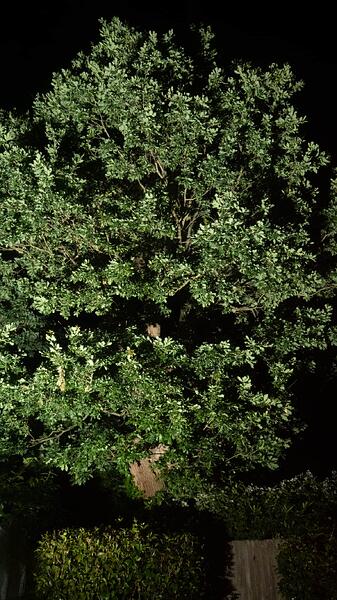 tree