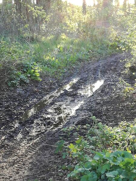 01 Muddy Path Through Wood