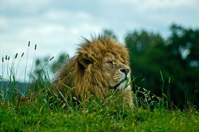 lion2