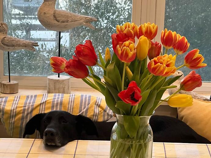 Maggie and Tulips