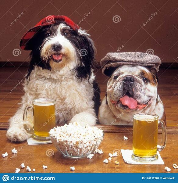humorous-shot-two-funny-dogs-hats-sitting-bar-drinking-beer-popcorn-176212284