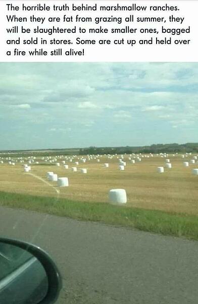 marshmallow fields