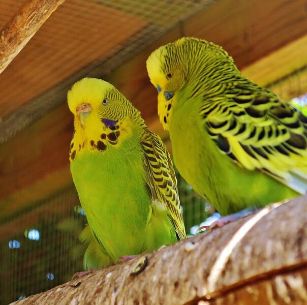 budgerigars.585b13b.width-800.300a5c9