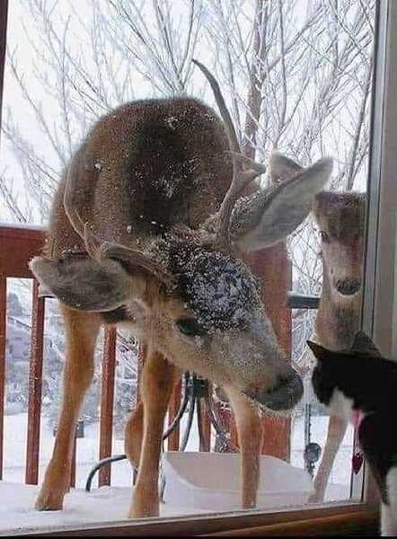 deer and cat