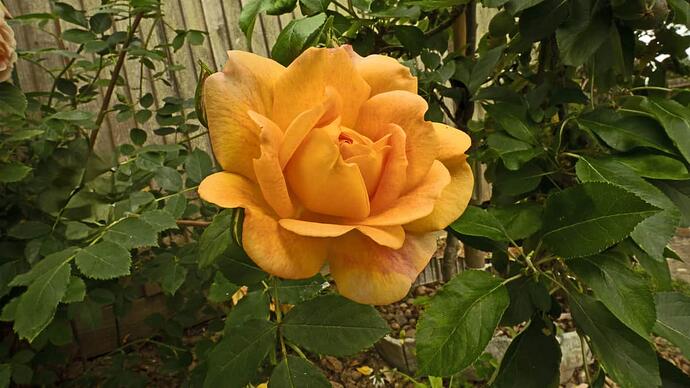 orange rose