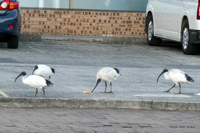 260510 003 Walk Bin Chickens