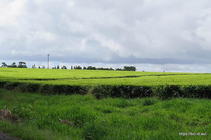 180505 122 Nerada Tea Plantation