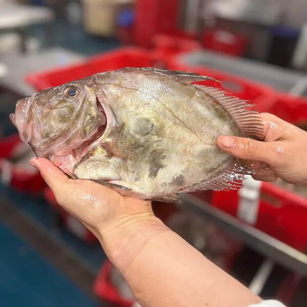 John_Dory_Daily_Catch-3587759037