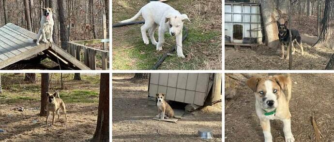 Some-of-the-adult-dogs-that-were-rescued-credit-ARC-1068x456