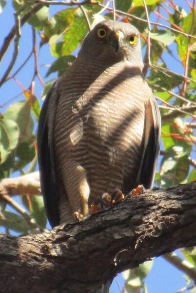 Collared Sparrowhawk 1