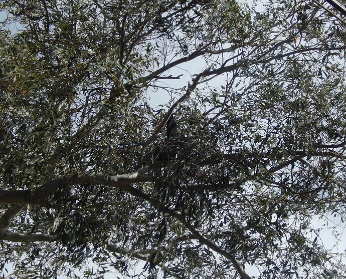 nest 3
