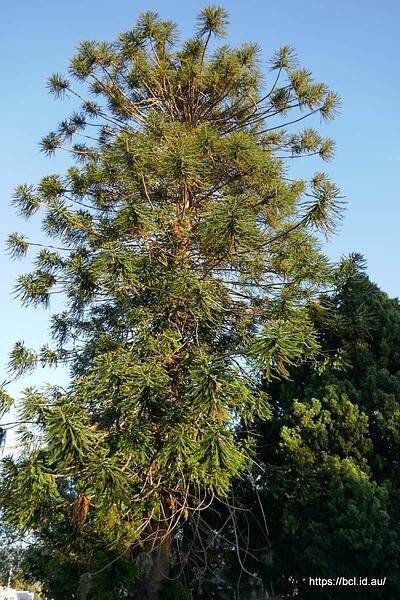260418 002 Bunya Pine Tree