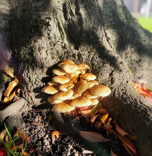 mushrooms