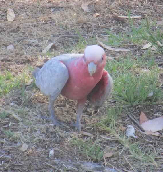 Galah 3