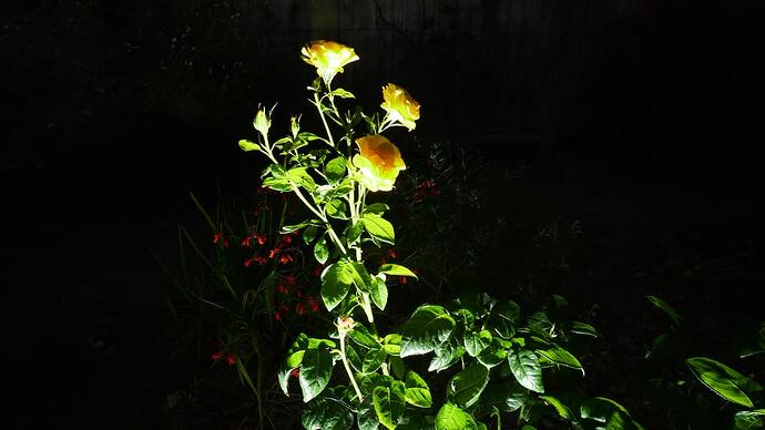 P1007338