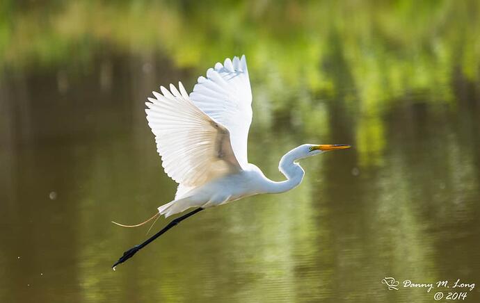 white-egret-in-flight_14346229662_o