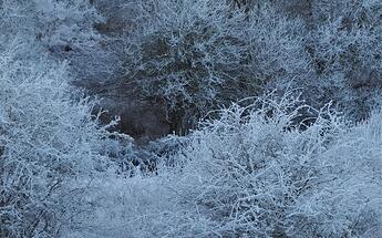frosty landscape trees