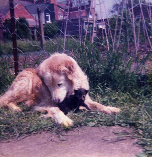 Shep and Kitten