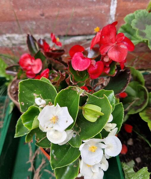 Begonia