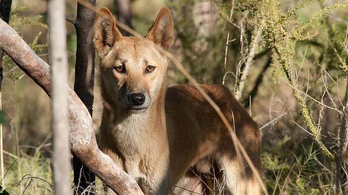 lone dingo
