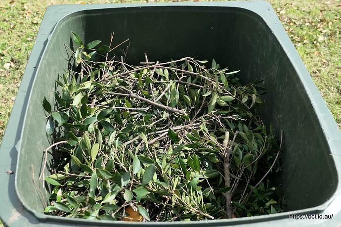 250902 007 Foliage Removal
