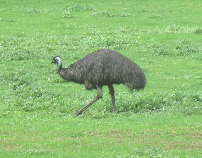 emu 1