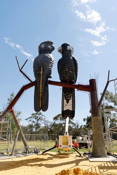 Big Cockatoos