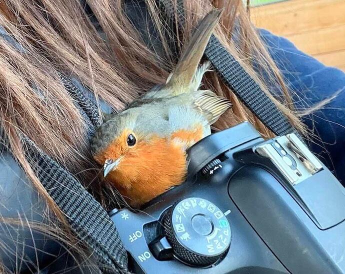 Robin-bird-snuggles-with-photographer-Fay-Wadsworth-SWNS-SQUARE