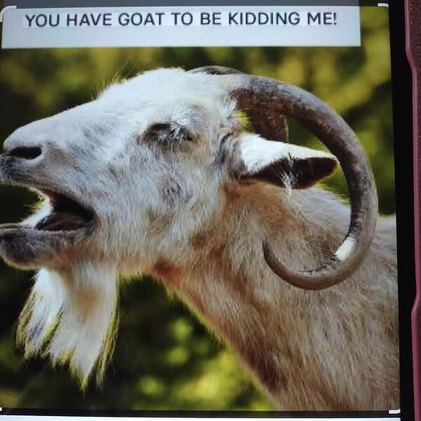 goat