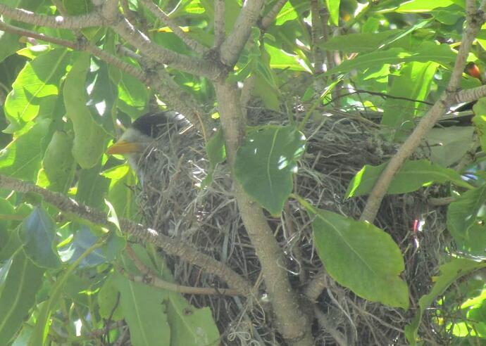 Noisy Miner on nest