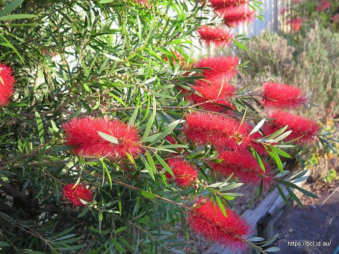 141022 006 Garden Bottle Brush
