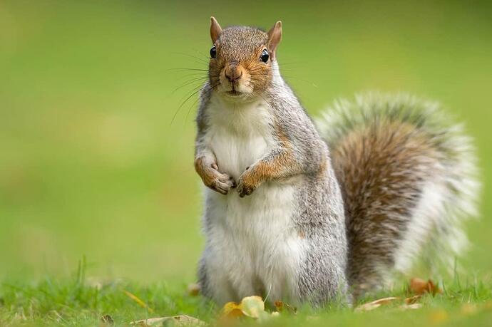 eastern-gray-squirrel-standing_3x2-3401100387