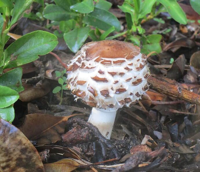 Mushroom 2