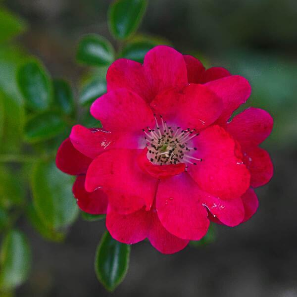 red rose