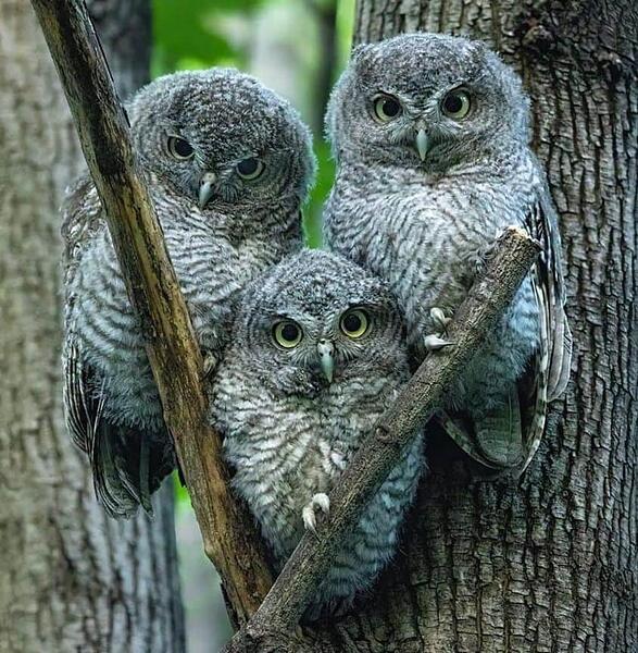 owls