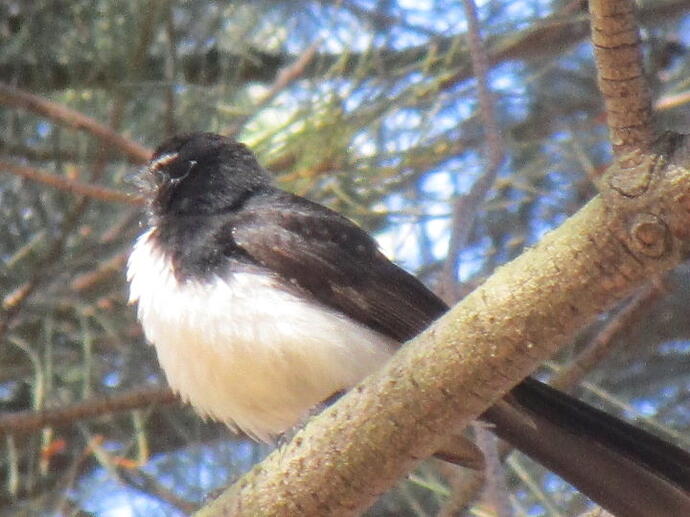 willie wagtail