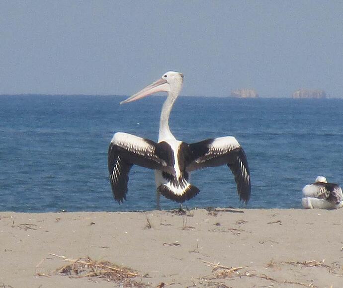 pelican 2