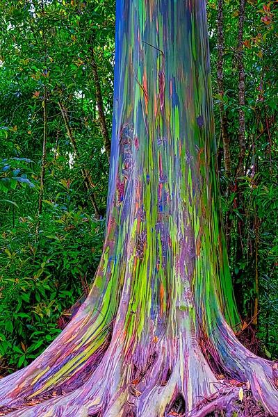 RAINBOW EUCALYPTUS TREE