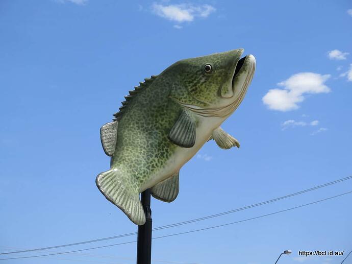 171105 002 Goondiwindi Big Cod