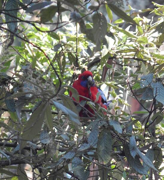 King Parrot new 3