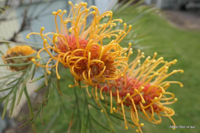 210927 005 Grevillea