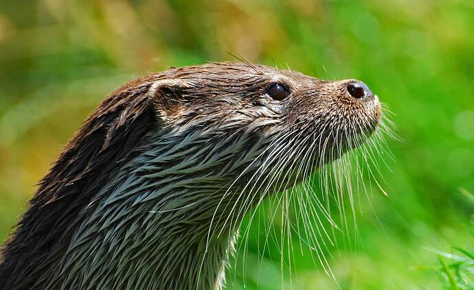 otter head