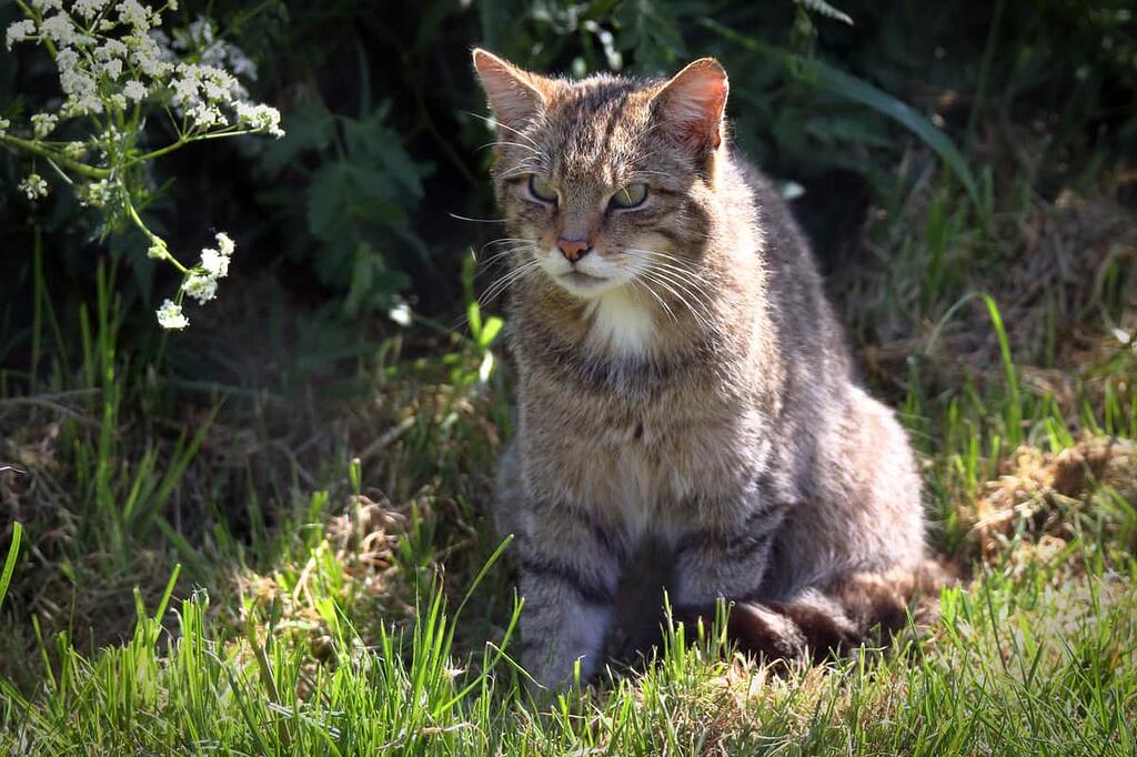 Untamable Animals Scottish Wild Cat - Hobbies & Pastimes: Your Photos / Art - Over 50s Chat