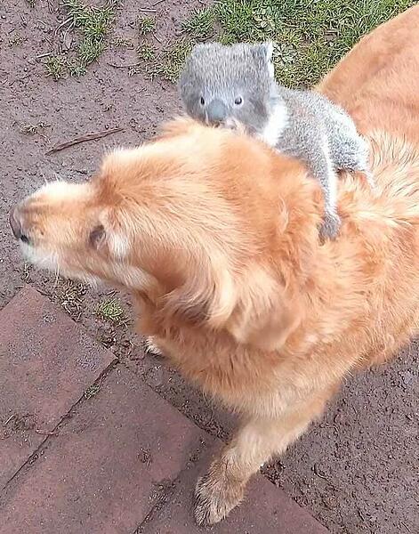 koala-rides 2