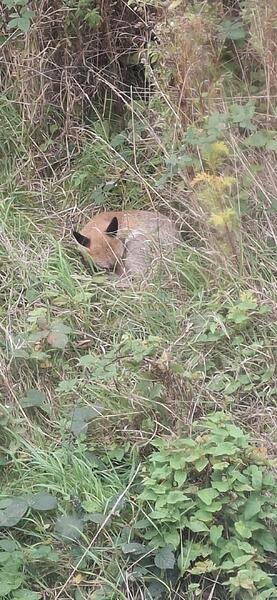Foxy Having a Rest