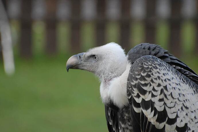rapter centre 085