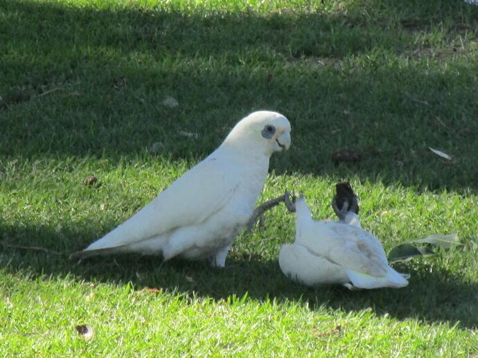 corellas 3