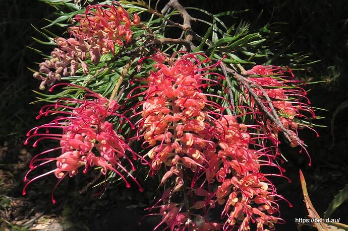 241122 001 Grevillea